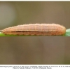 melanargia hylata talysh larva4f